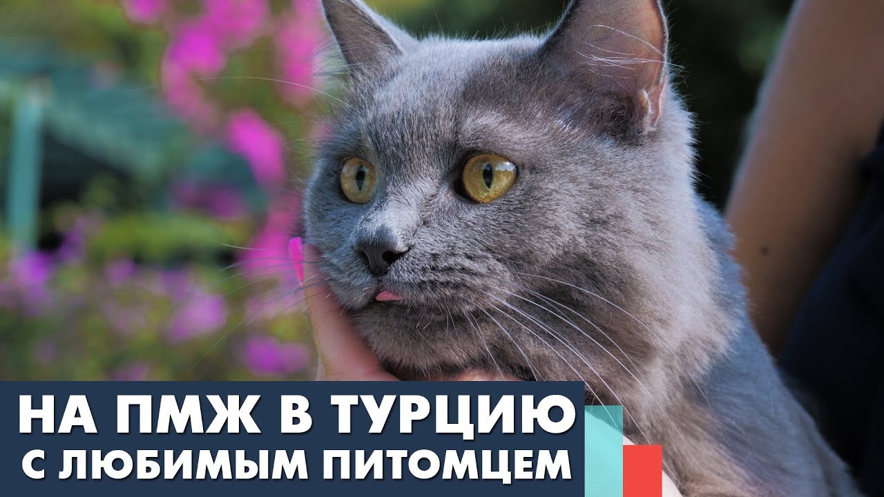 Как перевезти кошку, собаку в Турцию? Везем домашних животных в Турцию