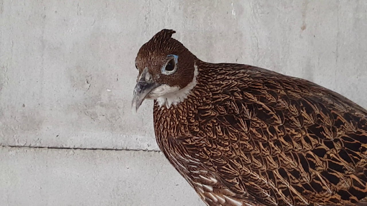 Самка гималайского монала olśniak himalajski lophophorus impejanus