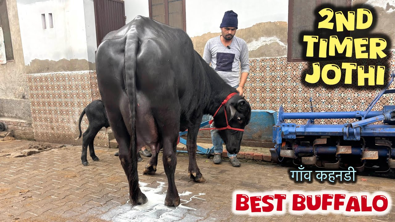 23 किलो दूध की दुसरे बयातं की मुराह झोटी 👌2nd time murrah Buffalo Buffalo’s video 