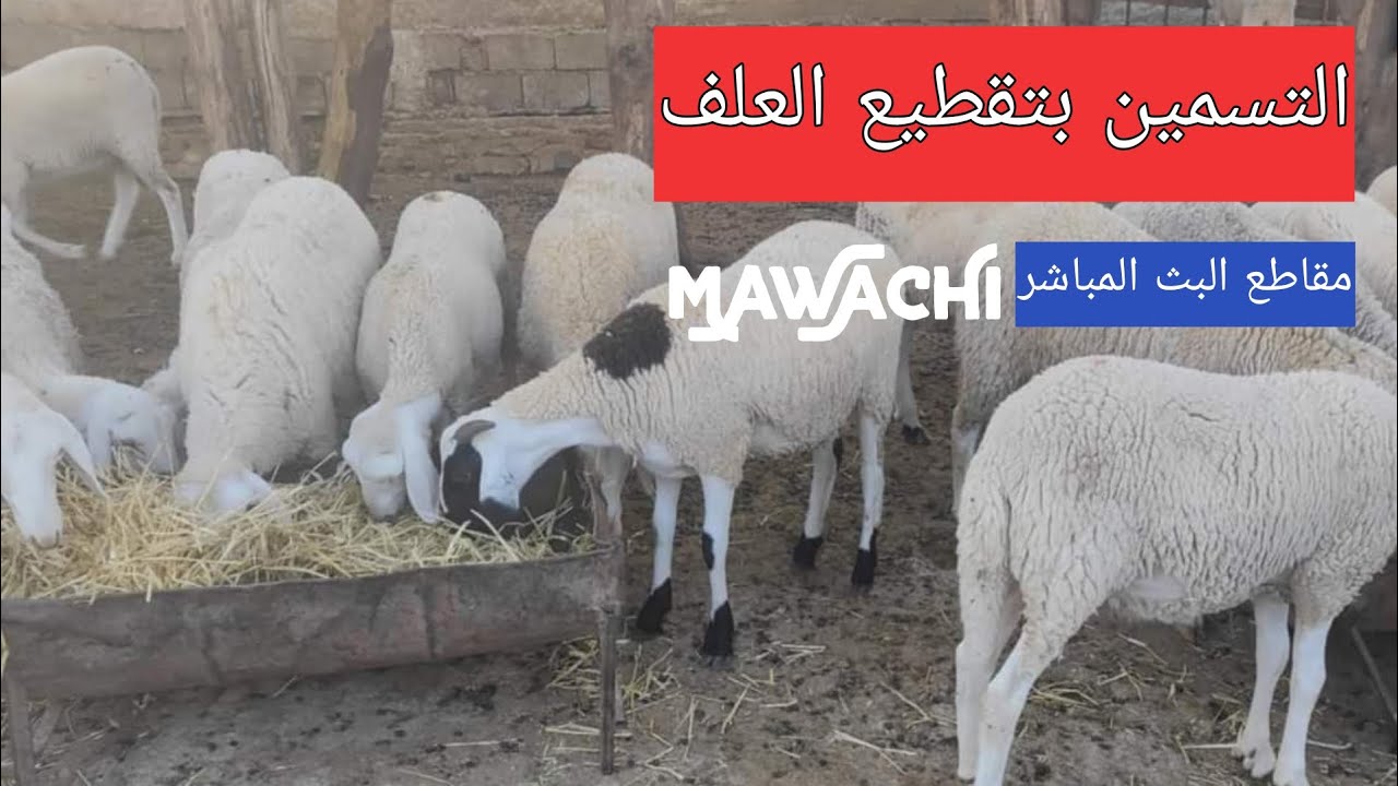 أفضل طريقة لتقديم العلف بالنسبة لخراف التسمين || مقاطع البث المباشر || قناة مواشي