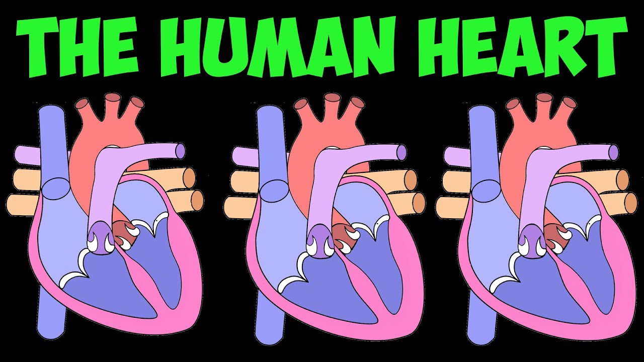 The Human Heart and Circulatory System Song!