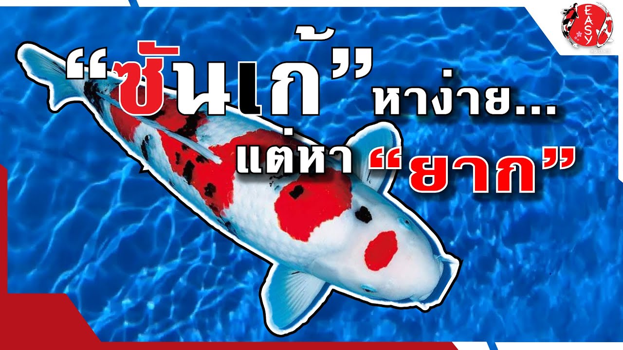 Sanke ปลาคาร์ฟที่หาง่าย...แต่หา (สวยๆ) ยาก - Koi Talk EP. 87