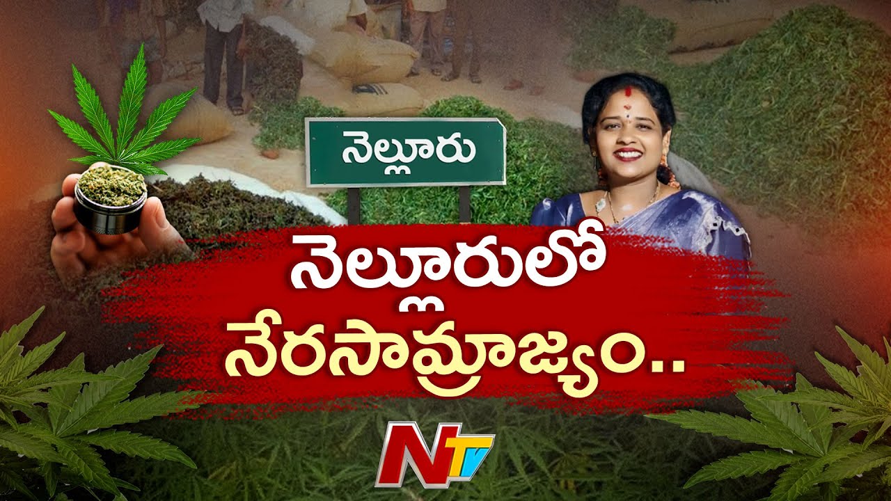 నెల్లూరులో గంజాయి బ్యాచ్⁭లు.. చెత్త బిజినెస్ మాటున దందా! | Nellore | Special Focus | NTV Telugu