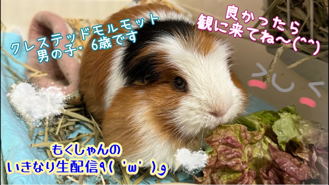 2026年2月2日（月）🌟もくしゃんのいきなり生配信🌟٩( 'ω' )و