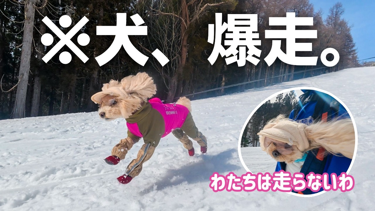 標高1350mの絶景へ！わんこと山頂からの滑走！🐶🏂│岐阜・奥美濃│犬OKゲレンデ