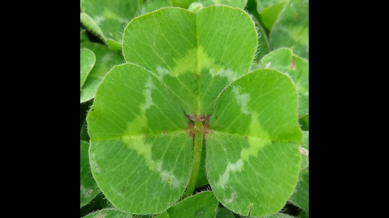 How do I identify sub-clover cultivars?
