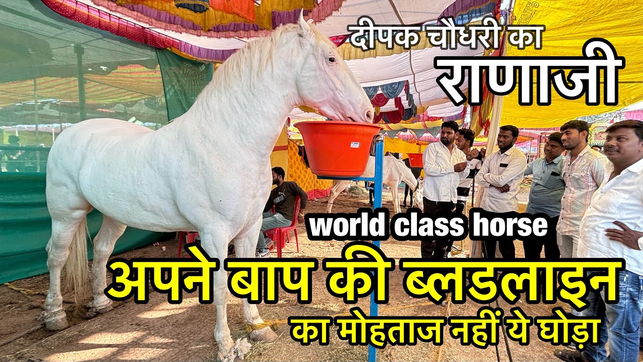 लाखों में बिकेगा वड़नगर का राणाजी | दीपक चौधरी के हॉर्स खरीदने के 3 टिप्स | sarangkheda mela 2024