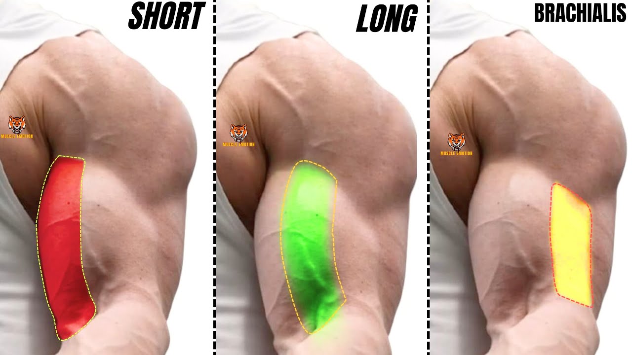 TOP 5 LONG HEAD BICEPS  /  SHORT HEAD BICEPS /  BRACHIALIS BICEPS EXERCISES  AT GYM