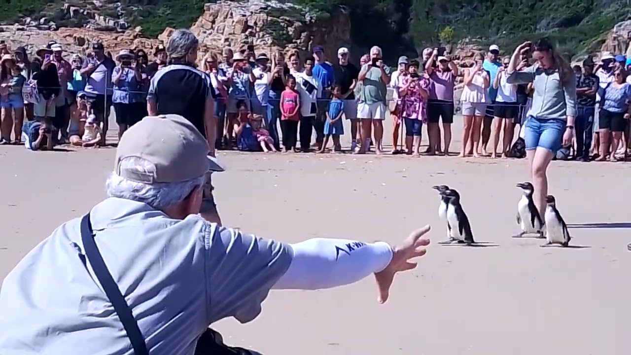 Penguin release. Lookout Beach Plettenberg bay