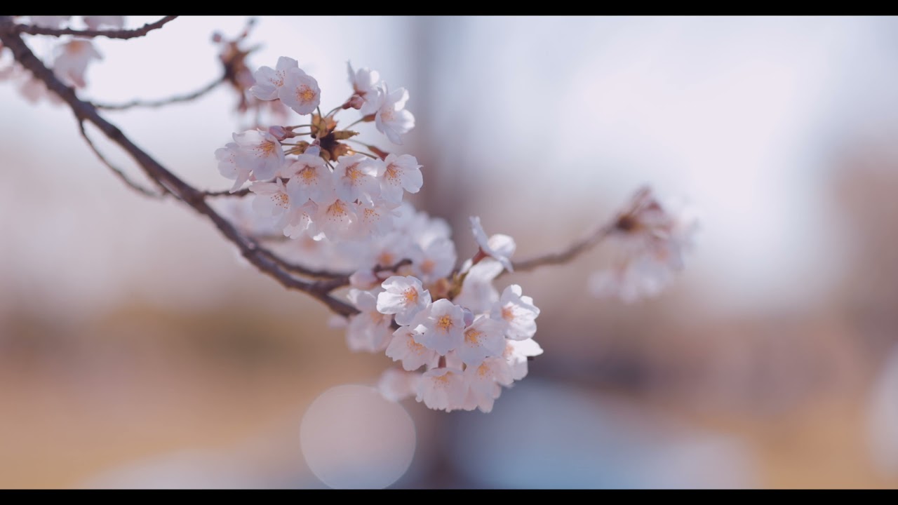 [4K] Canon R5 Cherry blossom footage