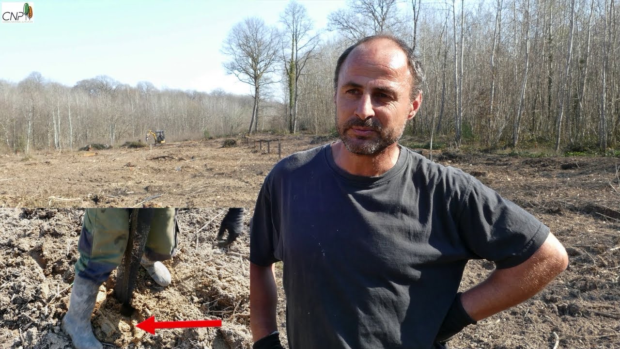 Le calage du plant de peuplier : fondamental !