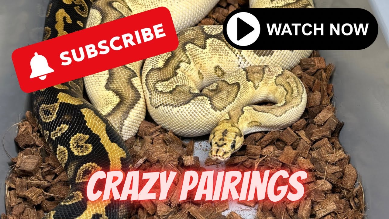 Breeding season is in FULL swing🤩 || The videos just got better‼️