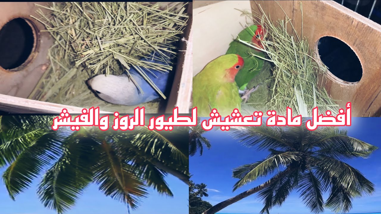 أهمية سعف النخل لطيور الروز والفيشر لتجهيز أعشاشها وطريقة تقديمه لها
