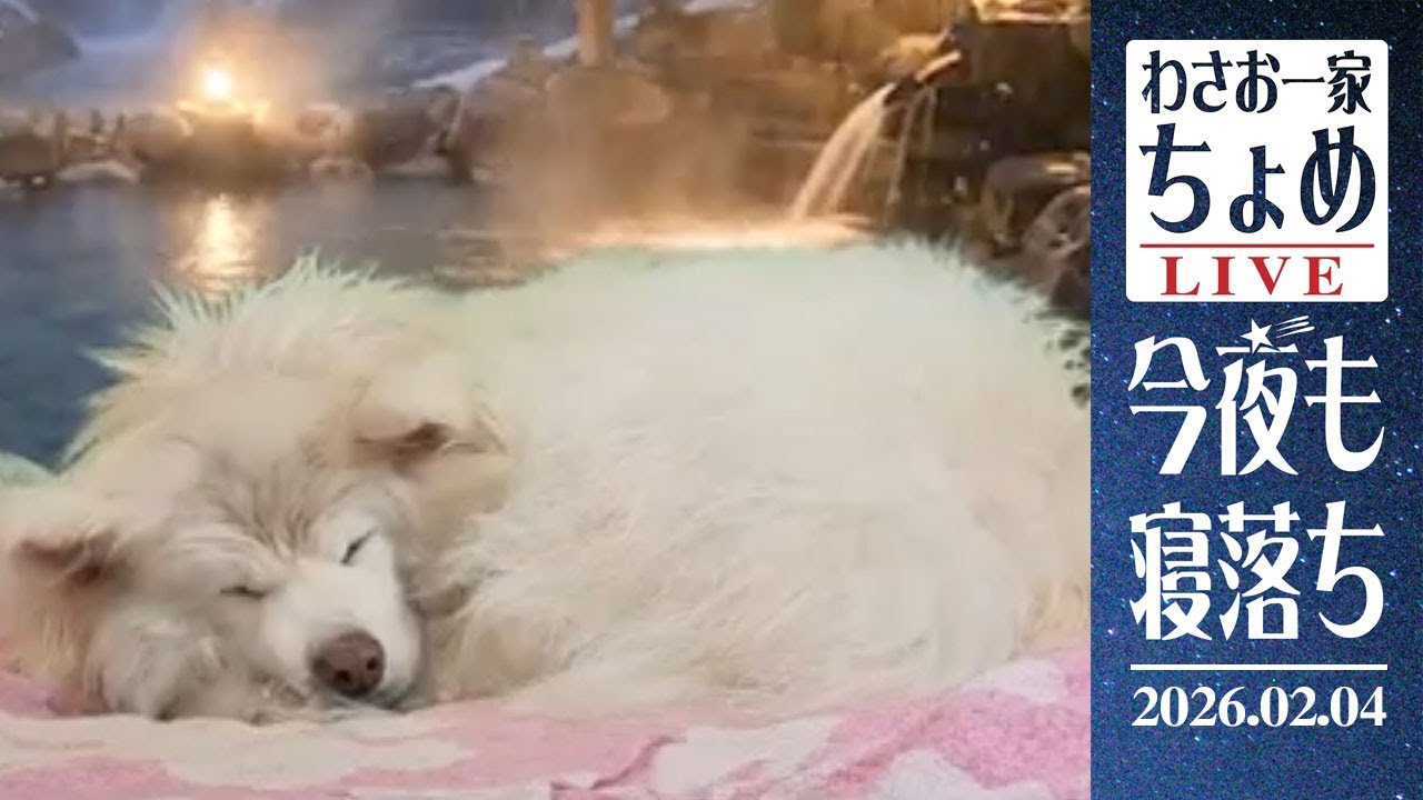水曜日の濡れちょめ？ 02/04 わさお一家 ちょめ  長毛秋田犬 おやすみ配信  #wasao_official