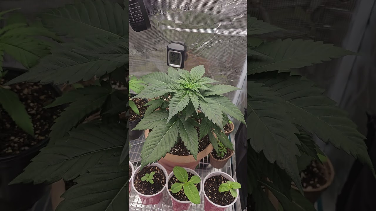 Cherry Poppers Day 29 #420 #indoorplants #love #cultivation #viralvideo #socal