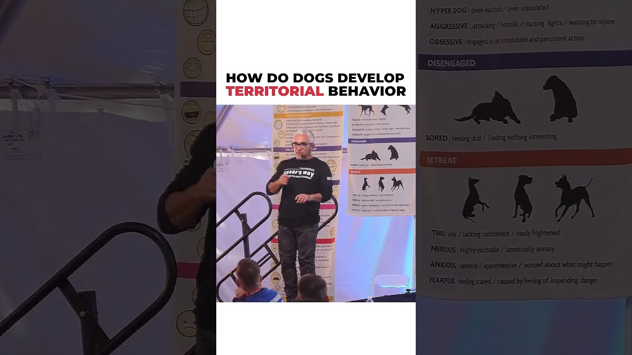 How do dogs develop territorial behavior?