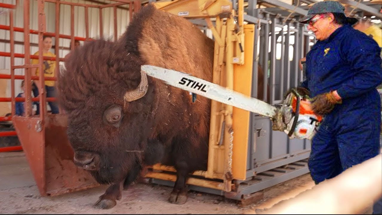 Contact Animal Park. Huge Bisons!