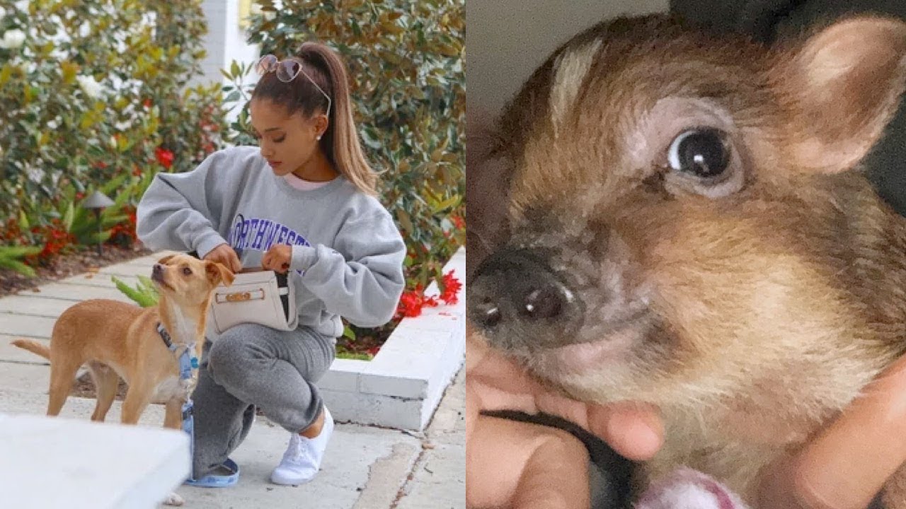 All of Ariana Grande's Pets (2019)