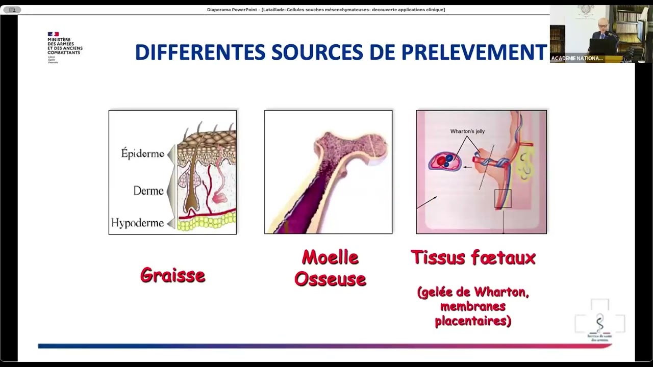 04 Histoire des cellules souches/stromales mésenchymateuses