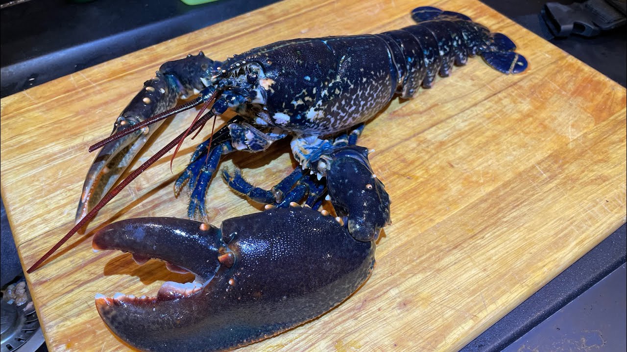 Massive Foraged Lobster turned into Nachos !  Coastal Foraging - Catch & Cook