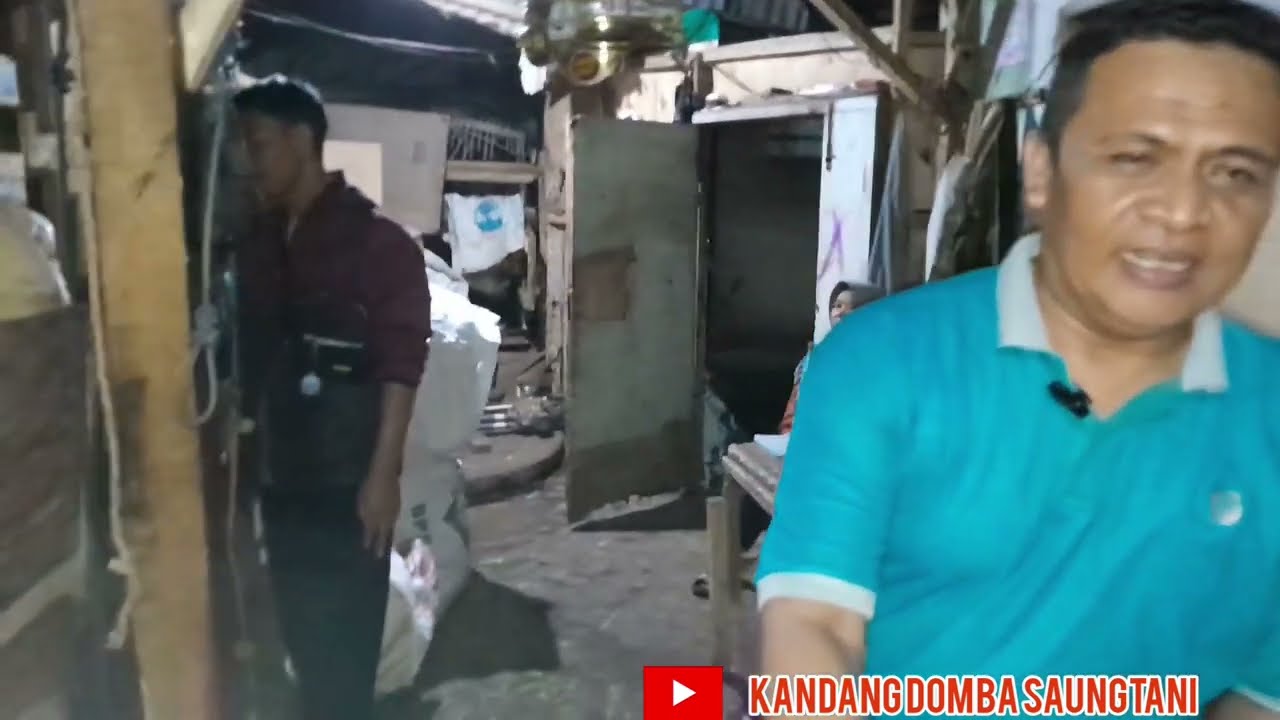 SOLUSI MASIH KERJA PINGIN BETERNAK DOMBA, BERMITRA DENGAN PETERNAK BERPENGALAMAN DI CIBIRU BANDUNG