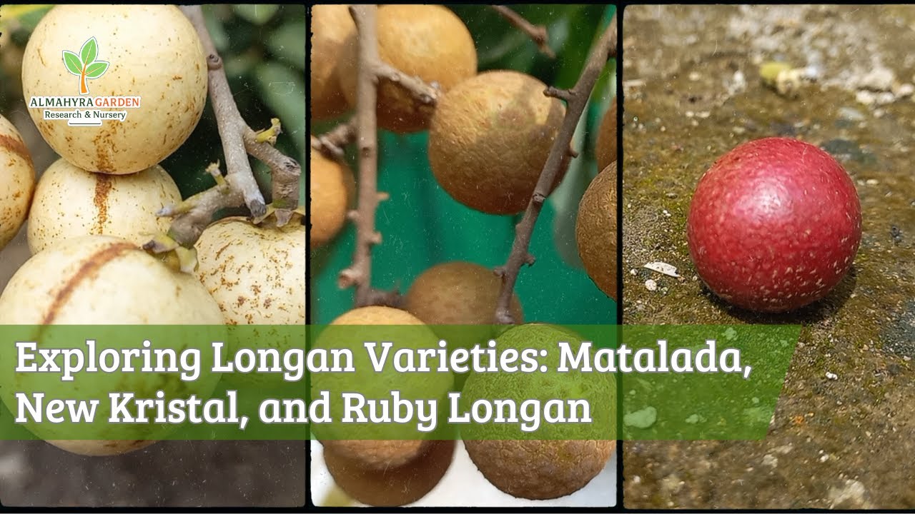 Exploring Longan Varieties Matalada, New Kristal, and Red Longan #garden #farming #berkebun #buah
