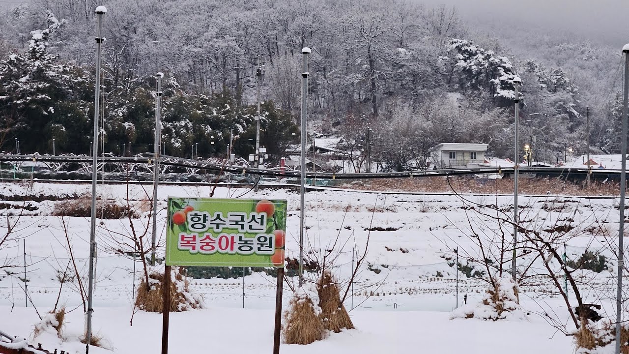 🏔☃️🍑 하얀 눈이 많이 내렸습니다.   나무 밑둥에 볏짚을 둘러서 묶었으나, 눈과 추위  피해가 없기를 바라는 마음을 제가 직접  부른 노래에 담아 기원합니다 🙏 🍑☃️🏔🌨👍🔔