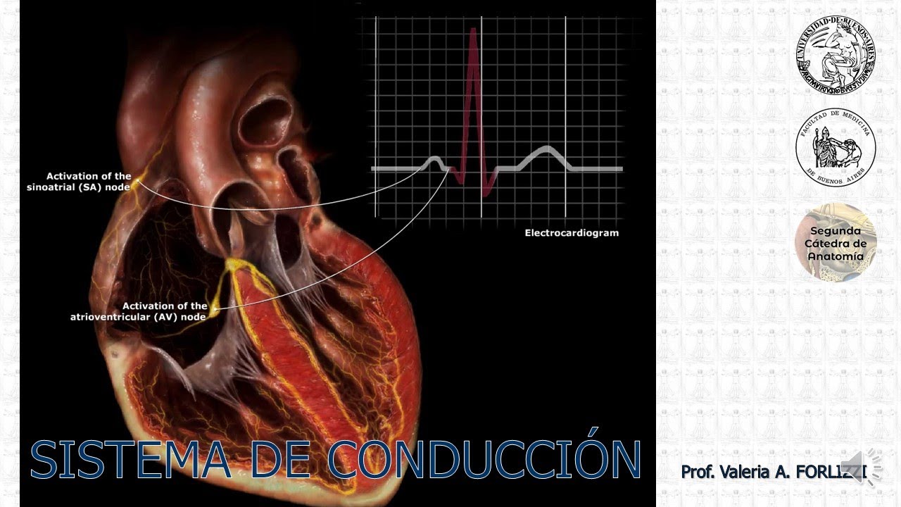 E2.2 | Sistema de conducción | Anatomía 2 | FMed UBA