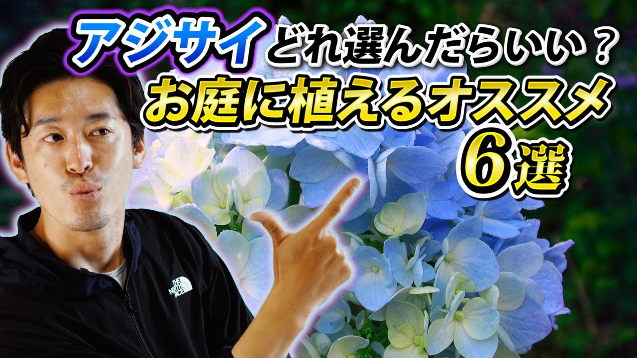 【アジサイ迷子】庭植えで映えるかっこいいアジサイ6選