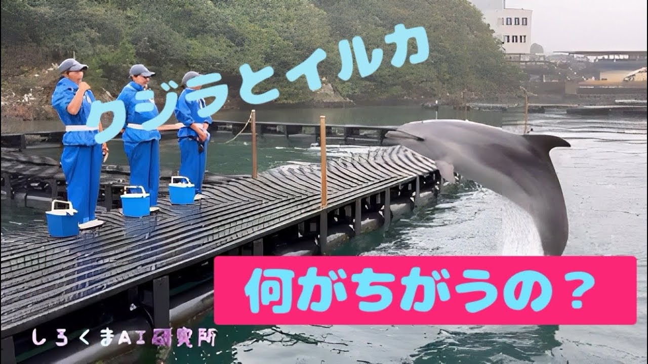 【クジラとイルカの給餌ショー】 くじらの博物館