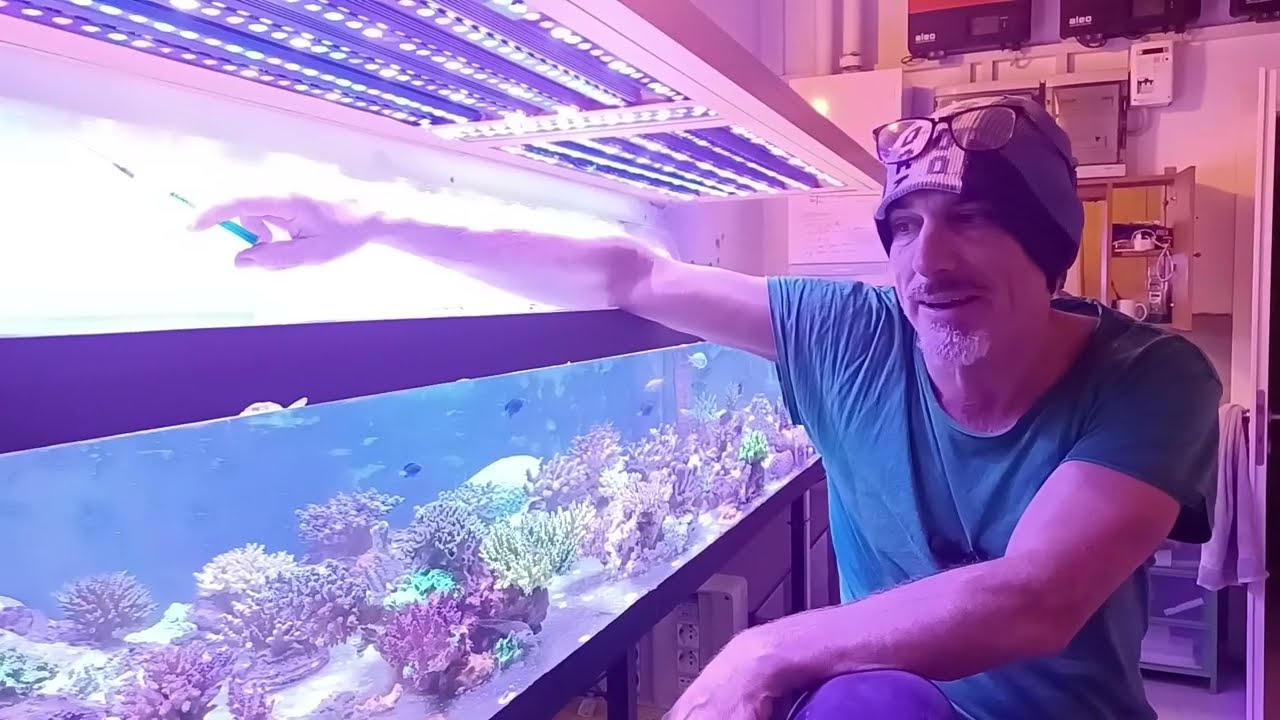 Invasione di Aiptasie (anemoni di vetro)? Ecco cosa fare!