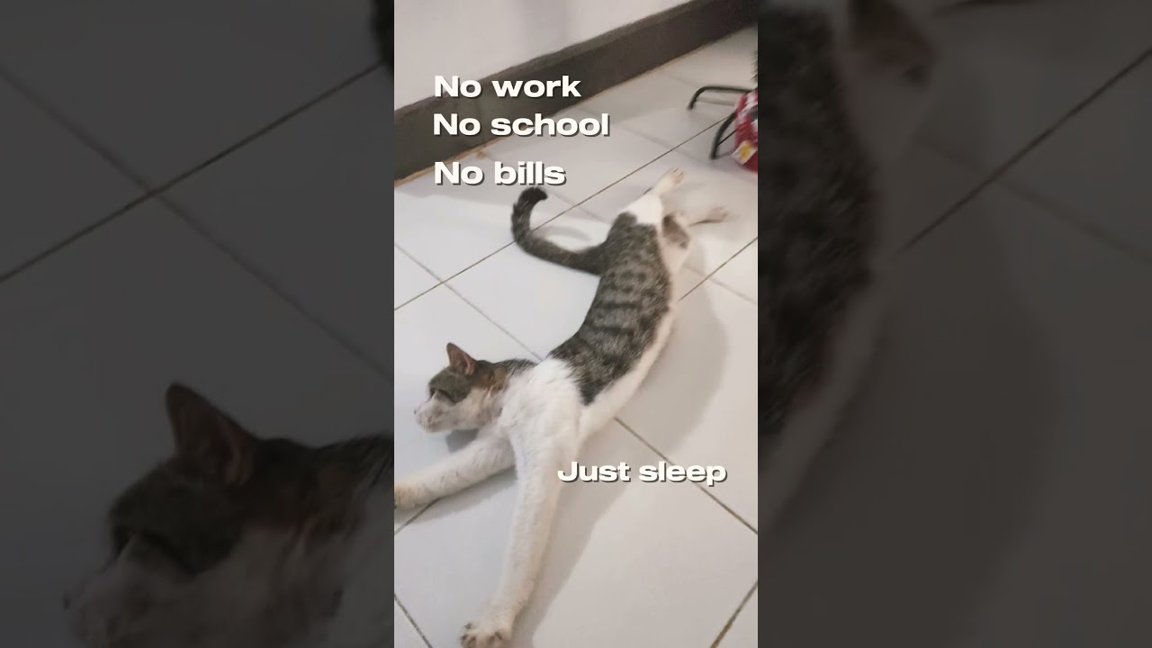 🤭🐈 #кот #короткоевидео