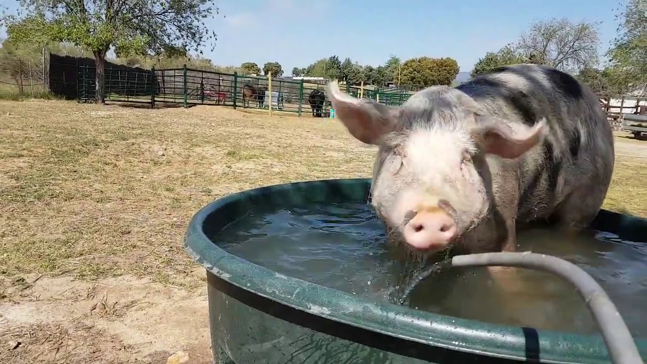 Cerdo bañándose en piscina