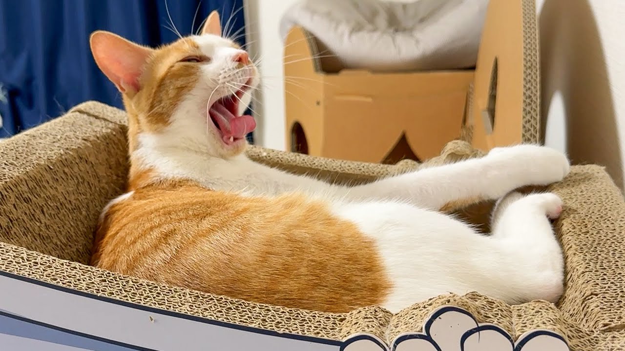 お風呂に入ってる子猫が一生懸命毛繕いしてました。でもめっちゃ下手