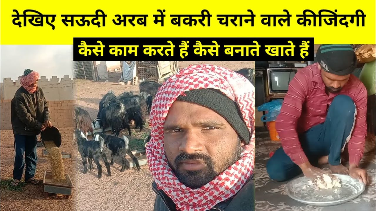 देखिए सऊदी अरब में बकरी चराने वाले की जिंदगी | कैसे काम करते हैं कैसे  खाते हैं | chandan good info