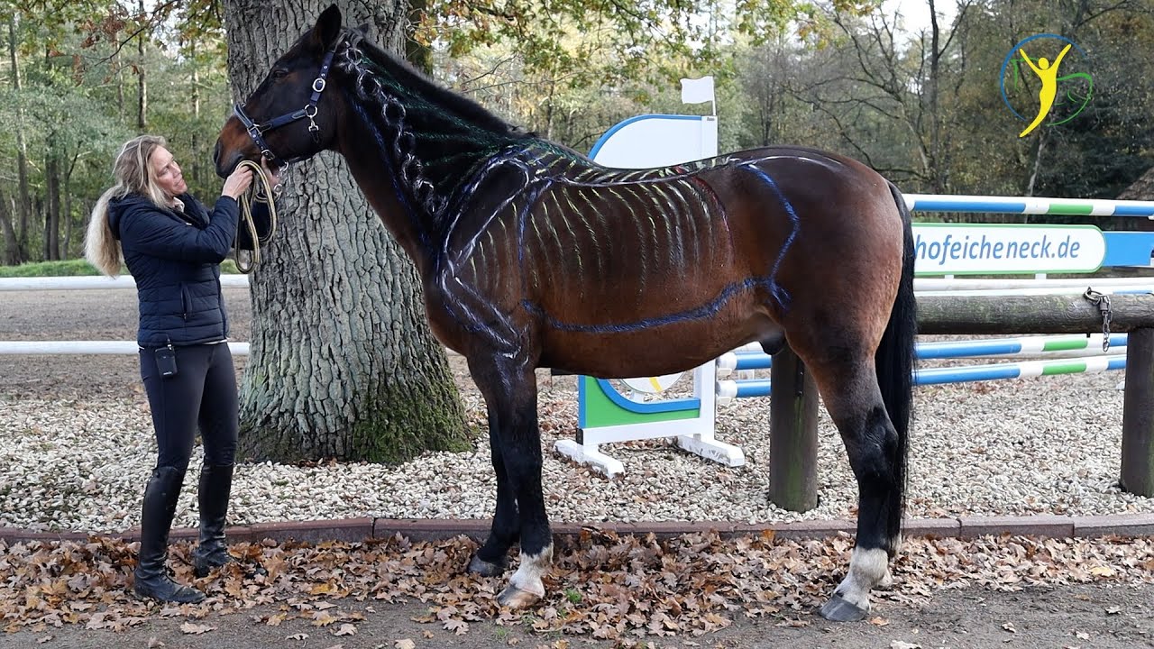 Vorwärts abwärts reiten - Gut oder schlecht für's Pferd?
