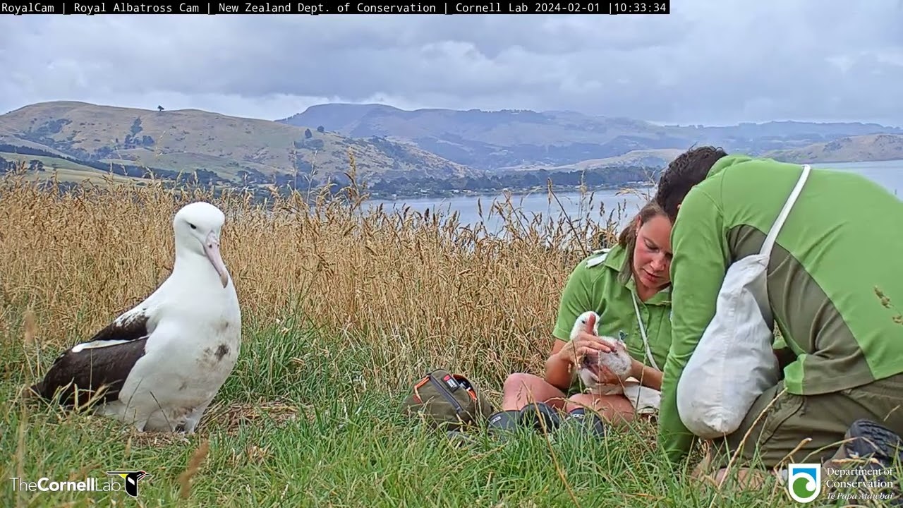 It's Time To Check The Weight Of The Royal Albatross Chick! | DOC | Cornell Lab