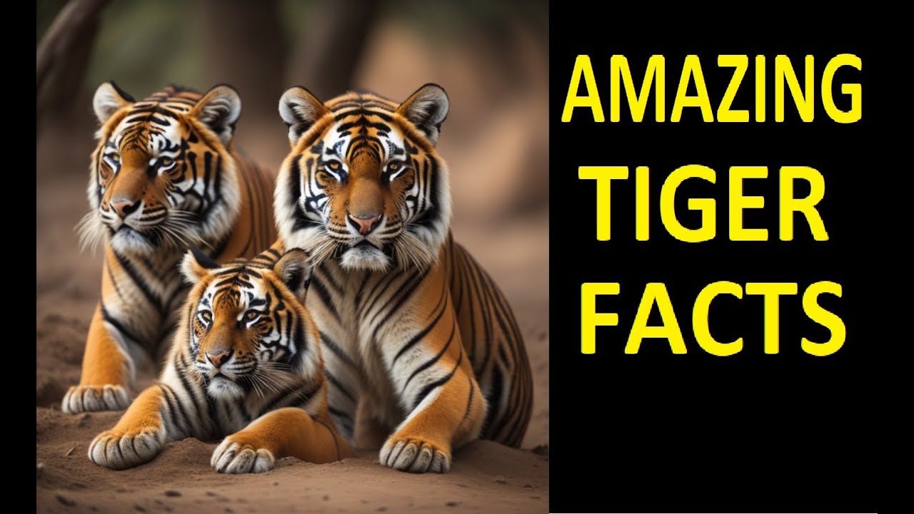 Fascinating Facts About Tigers | Roar of the Wild