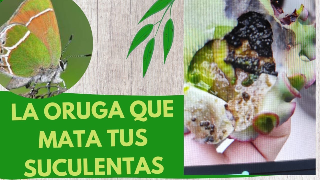 ORUGA LA PLAGA MÁS MORTAL callophrys xami, CONOCE TODO SOBRE ELLA PARTE 1