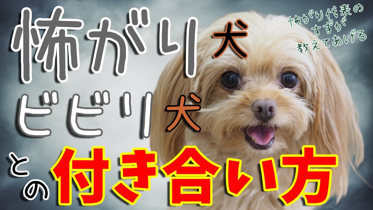 怖がり犬・ビビリ犬・臆病なわんちゃんとの付き合い方について。