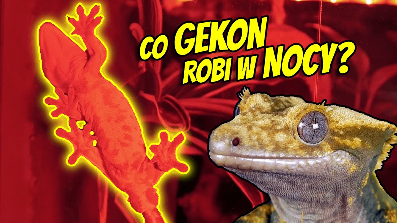 Co GEKON robi NOCĄ? Przygody Gekona orzęsionego
