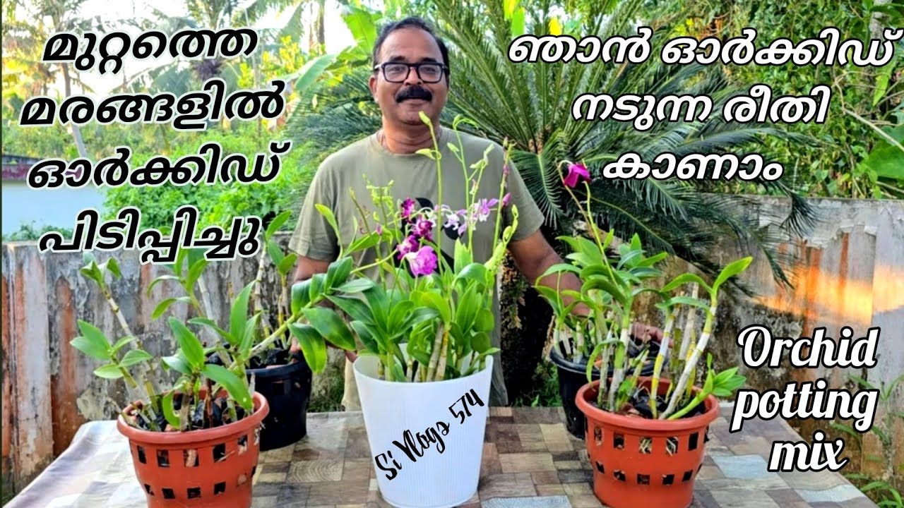 വീട്ടുമുറ്റത്തെ മരങ്ങളിൽ ഓർക്കിഡ് ചെടികൾ പിടിപ്പിച്ചപ്പോൾ // Orchid potting mix and potting