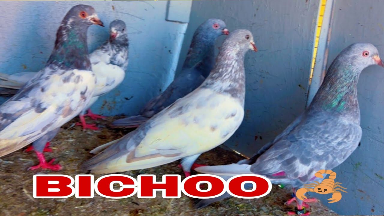 1500 rupya par sale 5 pic sale siliti kamggar biccho my WhatsApp no 9118123593 