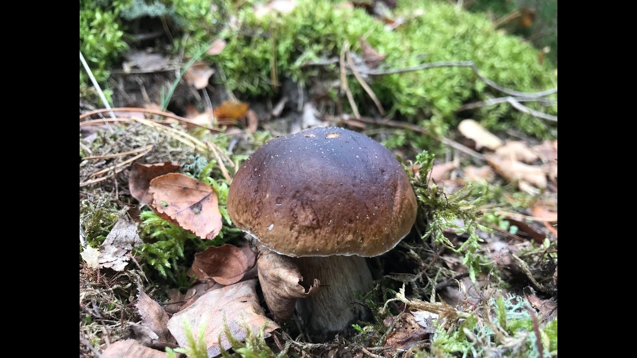 Grzyby Borowiki na drogach i przy drogach Grzybobranie 02.10.2025