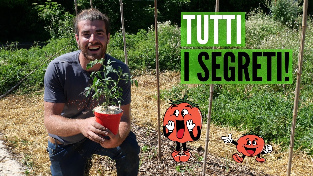 POMODORI, come coltivarli per OTTIME produzioni