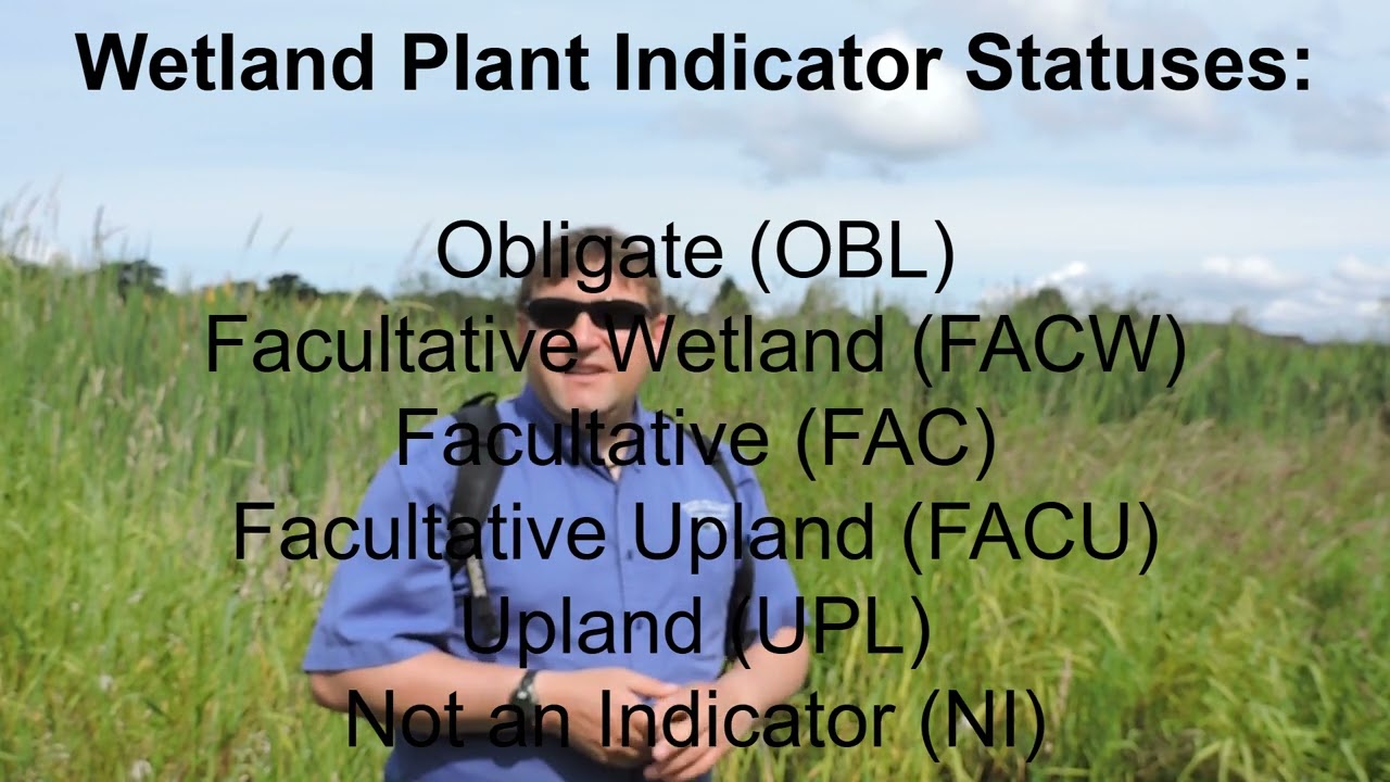 Hydrophytic Vegetation for Wetland Delineation
