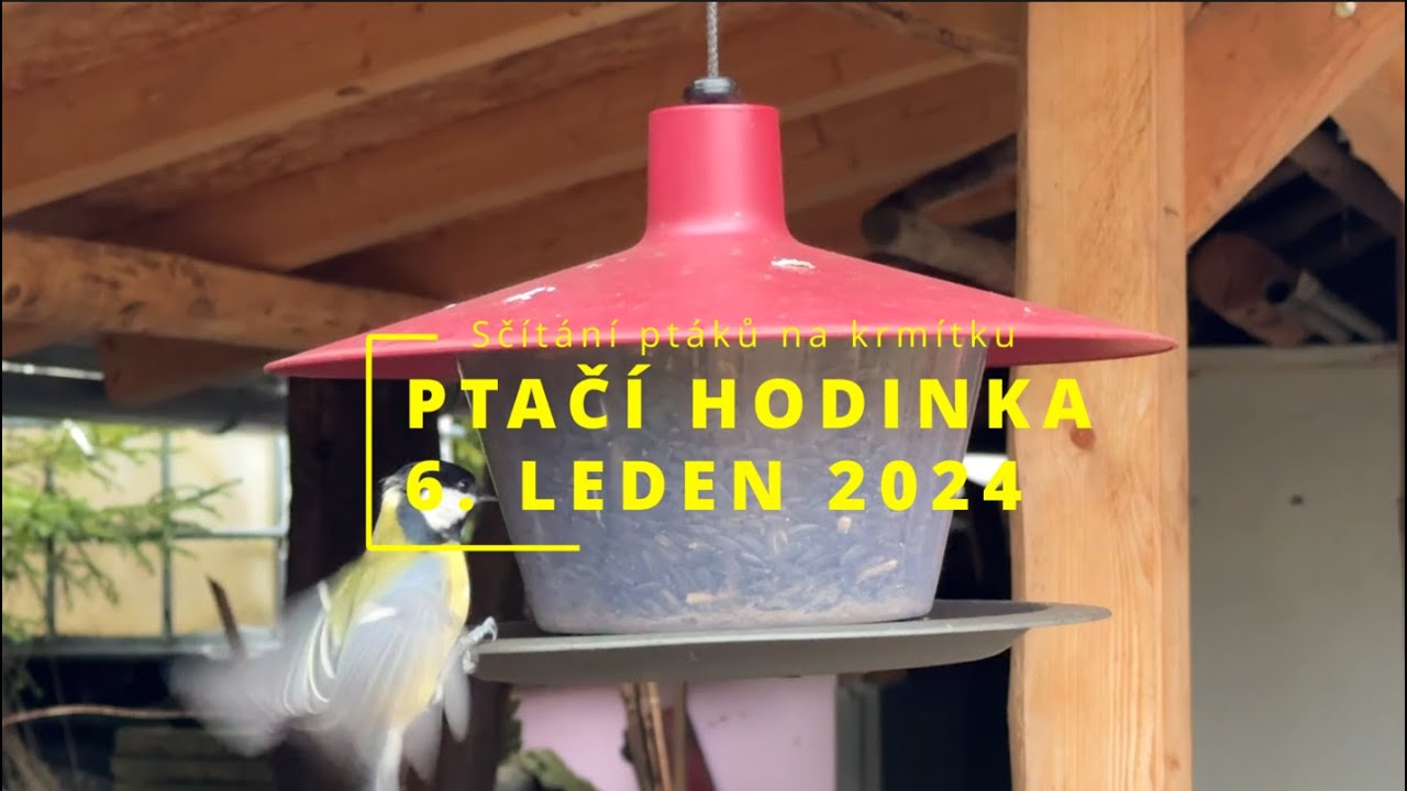 Ptačí hodinka - 6. ledna 2024