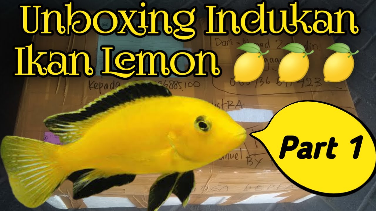 Unboxing Indukan Ikan Lemon 🍋🍋🍋