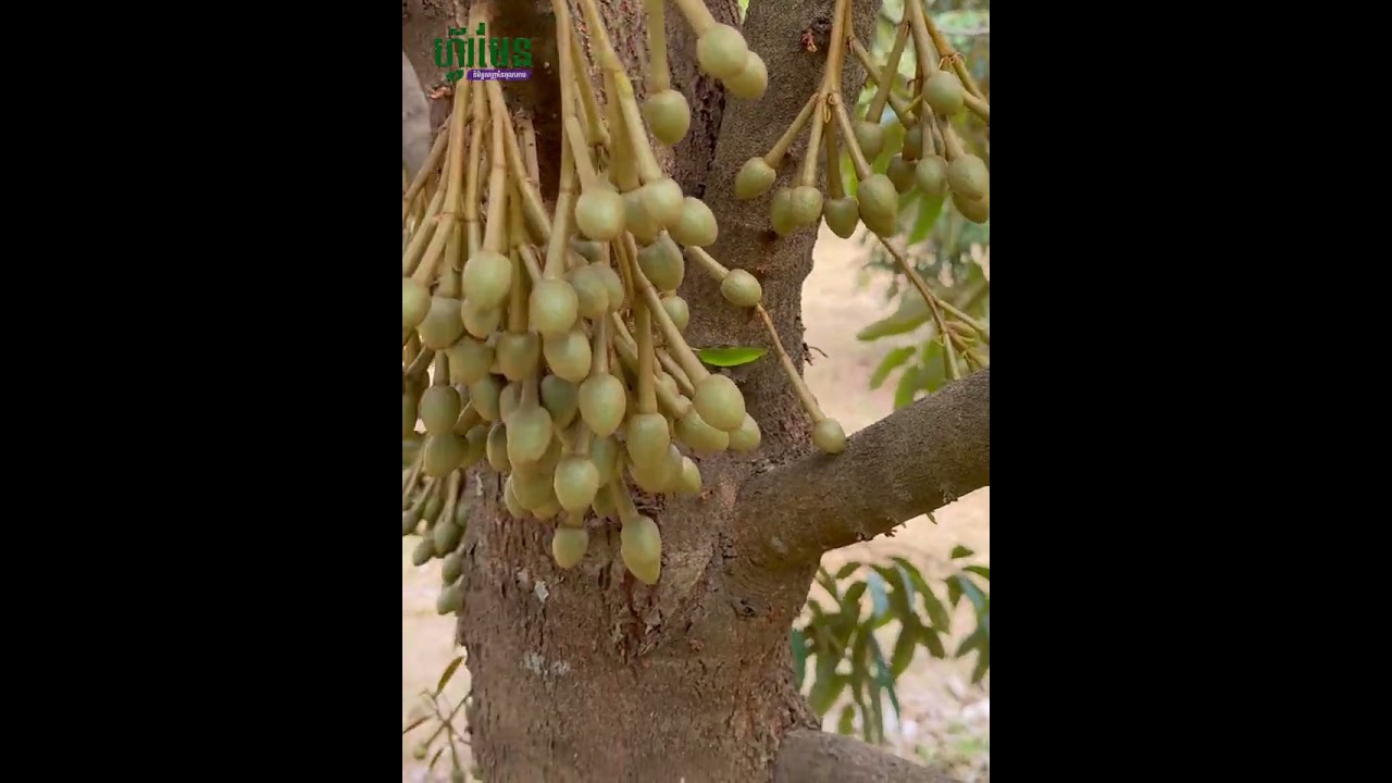 តើសត្វទ្រីបវាបំផ្លាញផ្កាទុរេនរបៀបណា?