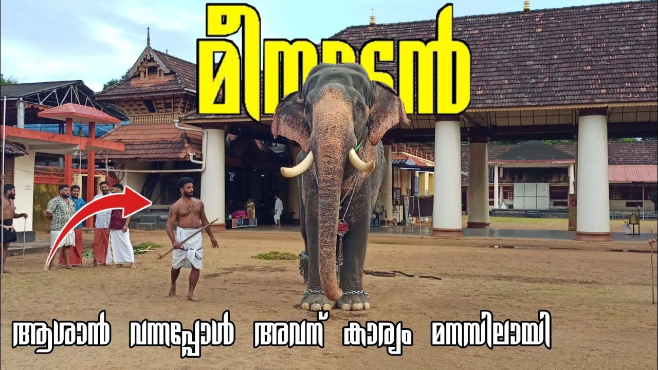 നീരുകാലത്തിന് ശേഷം മീനാട് വിനായകനും രഞ്ജുവും തൃപ്രയാർ ക്ഷേത്രത്തിൽ |Meenadu vinayakan|